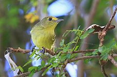 Mangrove Vireo